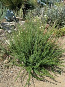 image from the Ruth Bancroft Garden in Walnut Creek - spring 2025