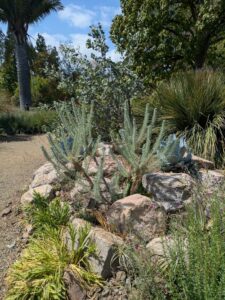 image from the Ruth Bancroft Garden in Walnut Creek - spring 2025