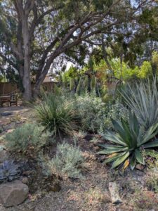 image from the Ruth Bancroft Garden in Walnut Creek - spring 2025