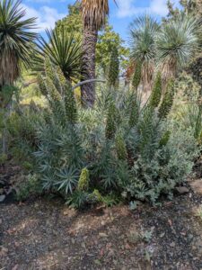 image from the Ruth Bancroft Garden in Walnut Creek - spring 2025