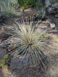 image from the Ruth Bancroft Garden in Walnut Creek - spring 2025