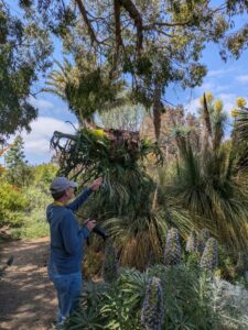 image from the Ruth Bancroft Garden in Walnut Creek - spring 2025