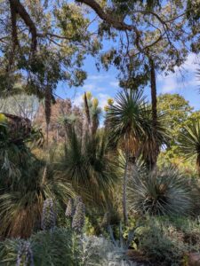 image from the Ruth Bancroft Garden in Walnut Creek - spring 2025