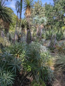 image from the Ruth Bancroft Garden in Walnut Creek - spring 2025
