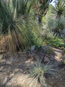 image from the Ruth Bancroft Garden in Walnut Creek - spring 2025