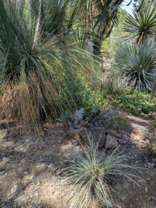image from the Ruth Bancroft Garden in Walnut Creek - spring 2025