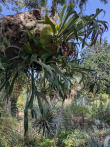 image from the Ruth Bancroft Garden in Walnut Creek - spring 2025