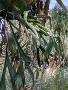 image from the Ruth Bancroft Garden in Walnut Creek - spring 2025