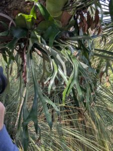 image from the Ruth Bancroft Garden in Walnut Creek - spring 2025