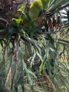 image from the Ruth Bancroft Garden in Walnut Creek - spring 2025