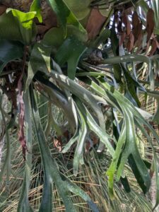 image from the Ruth Bancroft Garden in Walnut Creek - spring 2025