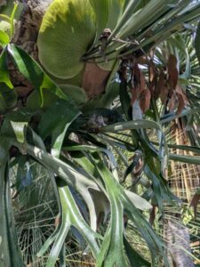 image from the Ruth Bancroft Garden in Walnut Creek - spring 2025