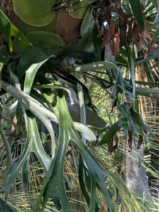 image from the Ruth Bancroft Garden in Walnut Creek - spring 2025