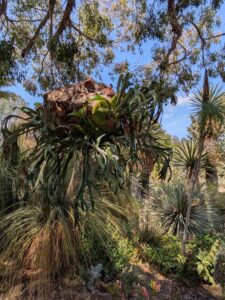 image from the Ruth Bancroft Garden in Walnut Creek - spring 2025