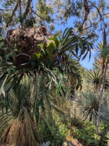 image from the Ruth Bancroft Garden in Walnut Creek - spring 2025