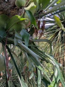image from the Ruth Bancroft Garden in Walnut Creek - spring 2025