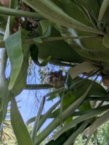 image from the Ruth Bancroft Garden in Walnut Creek - spring 2025