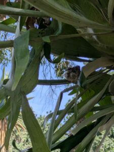 image from the Ruth Bancroft Garden in Walnut Creek - spring 2025