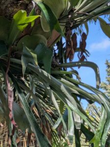 image from the Ruth Bancroft Garden in Walnut Creek - spring 2025