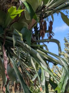 image from the Ruth Bancroft Garden in Walnut Creek - spring 2025