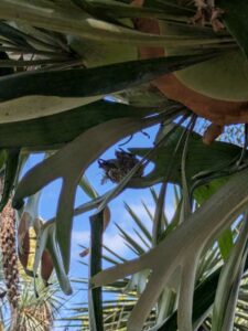 image from the Ruth Bancroft Garden in Walnut Creek - spring 2025