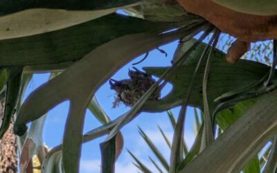 Ruth Bancroft Garden – Walnut Creek CA – May 2025