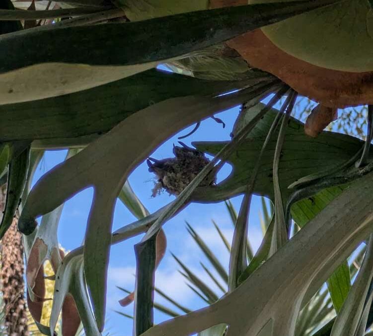 Ruth Bancroft Garden – Walnut Creek CA – May 2025