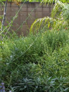 image from the Ruth Bancroft Garden in Walnut Creek - spring 2025