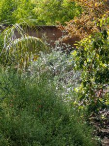 image from the Ruth Bancroft Garden in Walnut Creek - spring 2025
