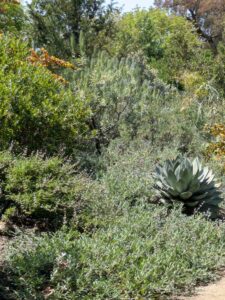 image from the Ruth Bancroft Garden in Walnut Creek - spring 2025