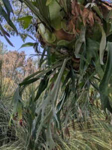 image from the Ruth Bancroft Garden in Walnut Creek - spring 2025