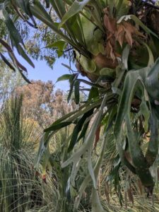 image from the Ruth Bancroft Garden in Walnut Creek - spring 2025