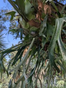 image from the Ruth Bancroft Garden in Walnut Creek - spring 2025