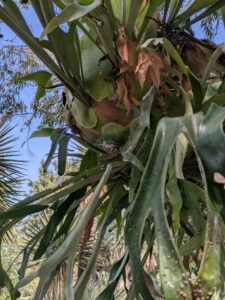 image from the Ruth Bancroft Garden in Walnut Creek - spring 2025