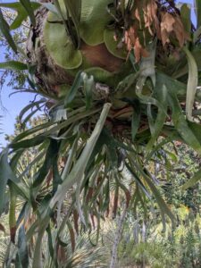 image from the Ruth Bancroft Garden in Walnut Creek - spring 2025