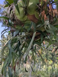 image from the Ruth Bancroft Garden in Walnut Creek - spring 2025