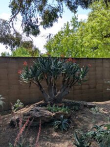 image from the Ruth Bancroft Garden in Walnut Creek - spring 2025