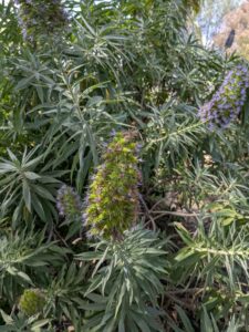 image from the Ruth Bancroft Garden in Walnut Creek - spring 2025