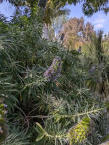 image from the Ruth Bancroft Garden in Walnut Creek - spring 2025