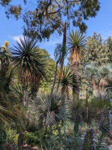 image from the Ruth Bancroft Garden in Walnut Creek - spring 2025