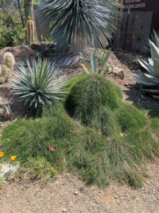 image from the Ruth Bancroft Garden in Walnut Creek - spring 2025