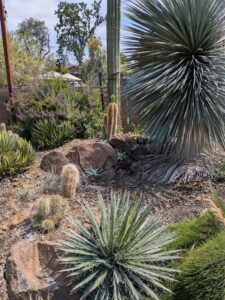 image from the Ruth Bancroft Garden in Walnut Creek - spring 2025