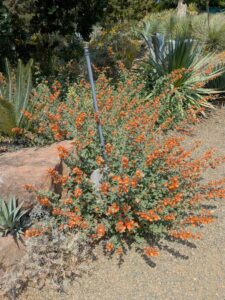 image from the Ruth Bancroft Garden in Walnut Creek - spring 2025
