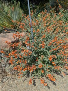 image from the Ruth Bancroft Garden in Walnut Creek - spring 2025