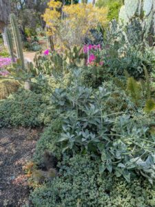 image from the Ruth Bancroft Garden in Walnut Creek - spring 2025