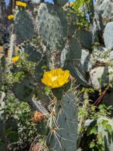 image from the Ruth Bancroft Garden in Walnut Creek - spring 2025