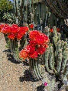 image from the Ruth Bancroft Garden in Walnut Creek - spring 2025