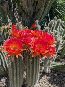 image from the Ruth Bancroft Garden in Walnut Creek - spring 2025