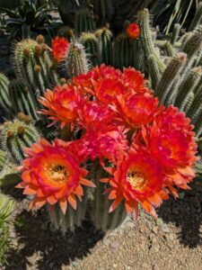 image from the Ruth Bancroft Garden in Walnut Creek - spring 2025