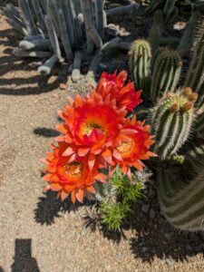 image from the Ruth Bancroft Garden in Walnut Creek - spring 2025